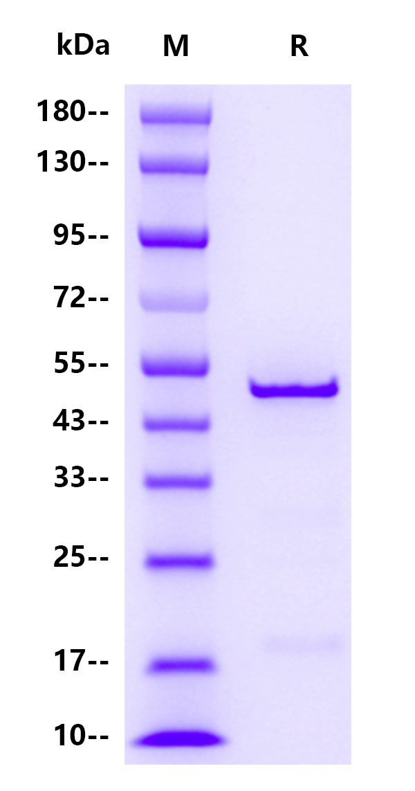 CCoV N protein , His tag