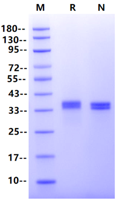 TROP1/EpCAM His Tag Protein, Mouse