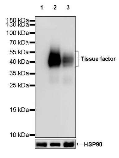 S-RMab® Tissue factor Recombinant Rabbit mAb (SDT-893-32)