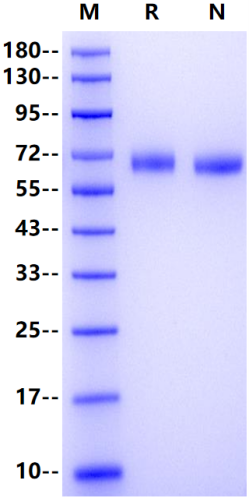 LILRA4 His Tag Protein, Human