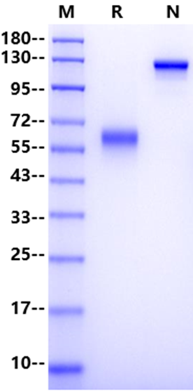 CLEC7A Fc Chimera Protein, Human