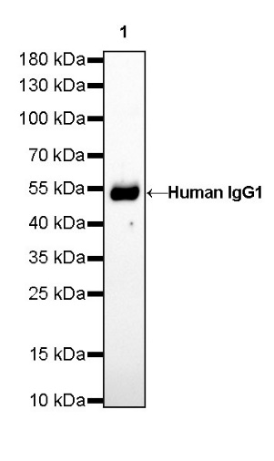 Human IgG1 F(c) Mouse mAb (S-448-1)