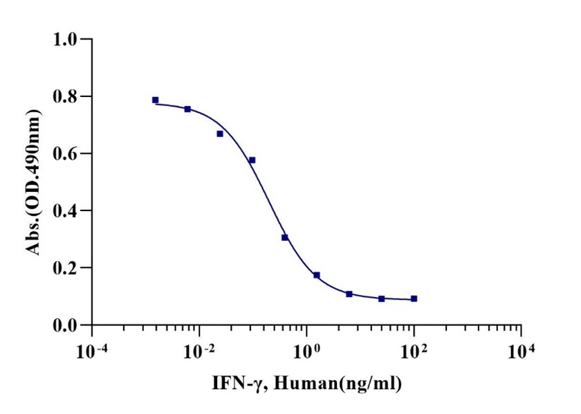 IFN-γ Protein, Human