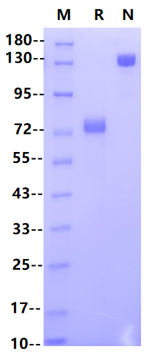CD38 mFc Chimera Protein, Human