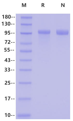 DPP4/CD26 Protein, Human