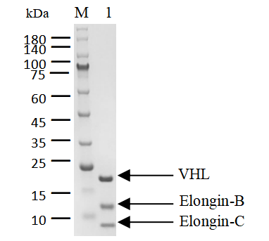VHL/Elongin-C/Elongin-B Complex, His Tag Protein