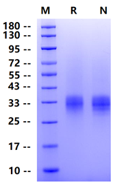 Biotinylated Fc γ RIV/CD16-2 His&Avi Tag Protein, Mouse