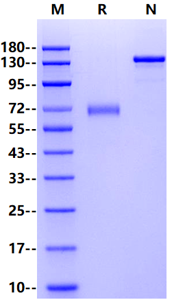 CD38 Fc Chimera Protein, Human