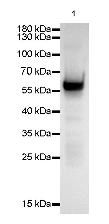 CK-4 Recombinant Rabbit mAb(SDT-046-12)