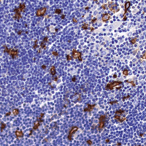 CD16 Recombinant Rabbit mAb (SDT-387-36)
