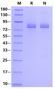 Fibronectin His Tag Protein, Human