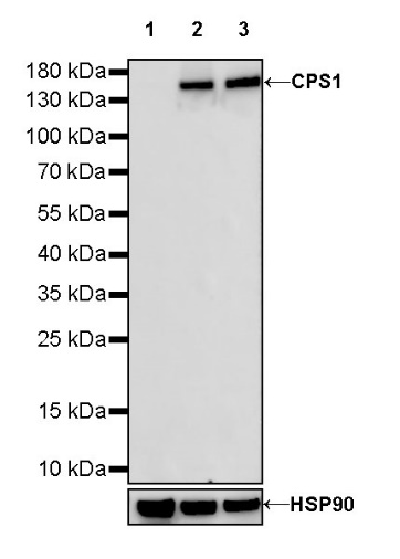 CPS1 Recombinant Rabbit mAb (S-674-9)