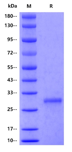 Human GZMA protein, His tag