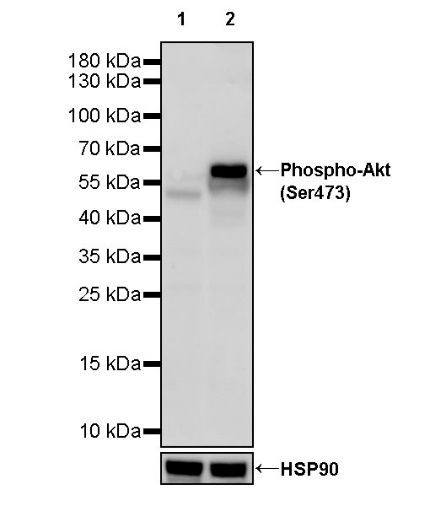 Phospho-Akt (Ser473) Mouse mAb (S-769-59)