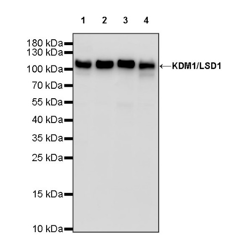 KDM1/LSD1 Recombinant Rabbit mAb (S-1280-80)