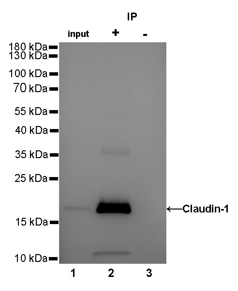 Claudin-1 Recombinant Rabbit mAb (SDT-R024)