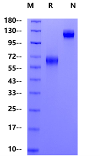 PD-1 Fc Chimera Protein, Mouse