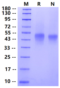 Biotinylated TNFR2/CD120b/TNFRSF1B His&Avi Tag Protein, Human