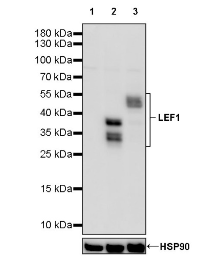 LEF1 Recombinant Rabbit mAb (S-500-34)