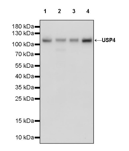 USP4 Recombinant Rabbit mAb (S-1434-6)