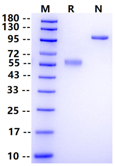 Biotinylated TNFSF11/RANKL Avi&Fc Protein, Human