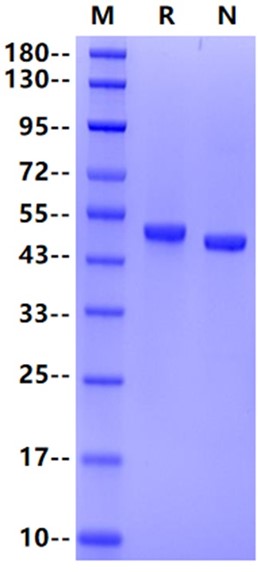 CD4/LEU3 His Tag Protein, Human