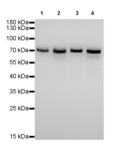 FUBP1 Recombinant Rabbit mAb (SDT-R060)