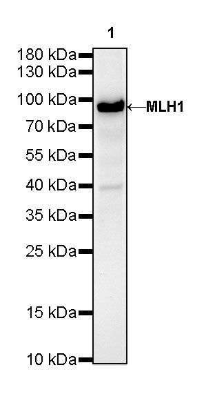 MLH1 Recombinant Rabbit mAb (SDT-112-50-2)