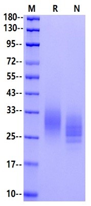EMMPRIN/CD147 His Tag Protein, Human