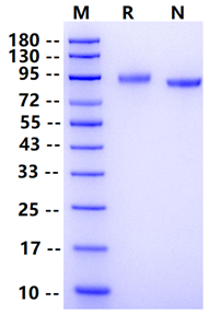 Biotinylated Her3 His&Avi Tag Protein, Human