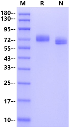 EphA3 His Tag Protein, Human