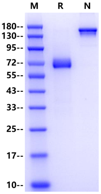 EGFL6 Fc Chimera Protein, Mouse