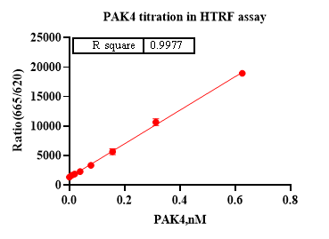 PAK4 Protein