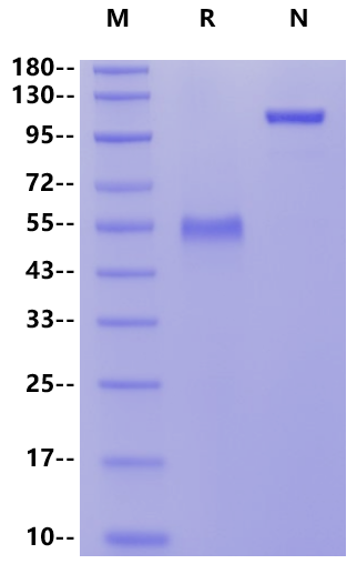 CD40/TNFRSF5 Fc Chimera Protein, Cynomolgus