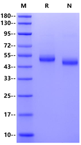 CD4/LEU3 His Tag Protein, Cynomolgus