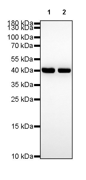 β-actin Recombinant Rabbit mAb (SDT-R156)