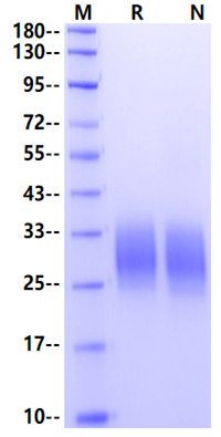 CD83 His Tag Protein, Mouse