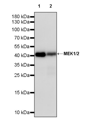 MEK1/2 Recombinant Rabbit mAb (S-834-101)