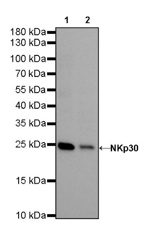 NKp30 Recombinant Rabbit mAb (SDT-291-60)