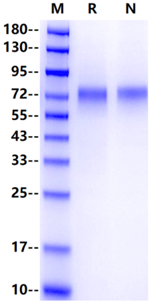 CD39/ENTPD1 His Tag Protein, Human