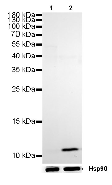 Calprotectin Recombinant rabbit mAb (SDT-049-44)