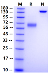 Biotinylated IL-2R alpha/CD25 Fc&Avi Tag Protein, Human