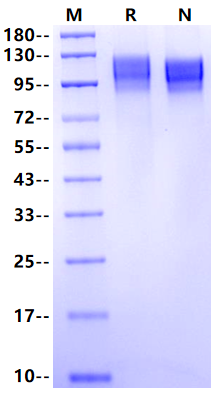 CD45RA His Tag Protein, Human