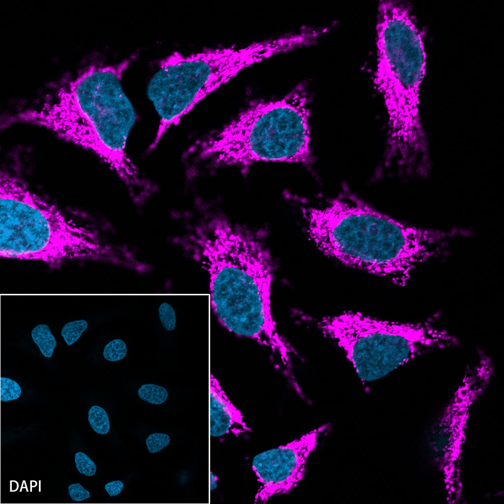 HSP60 Recombinant Rabbit mAb (Cy5 conjugate) (SDT-R012)