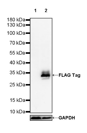 FLAG Tag Recombinant Rabbit mAb (S-589-8)