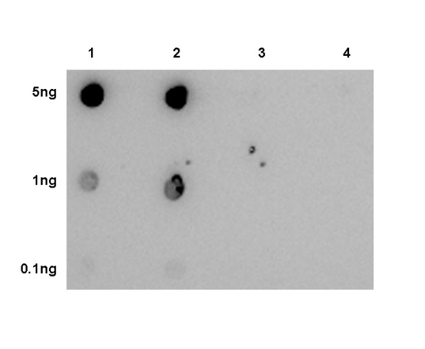 Anti-Pembrolizumab Rabbit pAb
