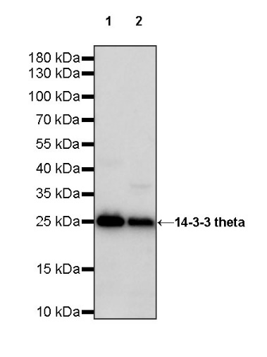 14-3-3 theta Rabbit polyclonal antibody