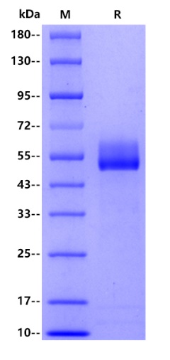 Mouse CD4, His tag