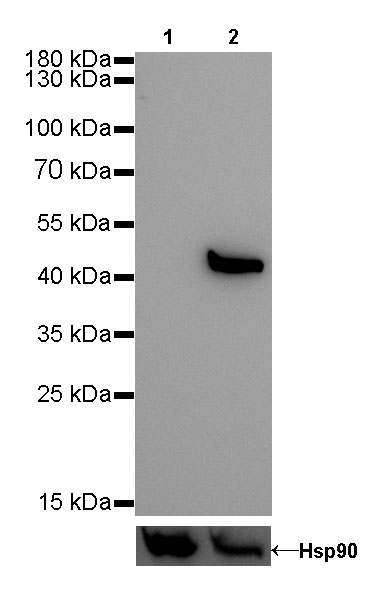 Keratin 20 Recombinant Rabbit mAb (SDT-013-18)