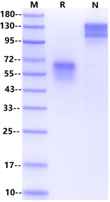 CD27 Fc Chimera Protein, Mouse